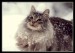 Nórska lesná mačka